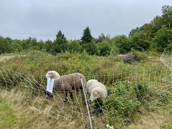 Sheep browsing atop Putney Mountain