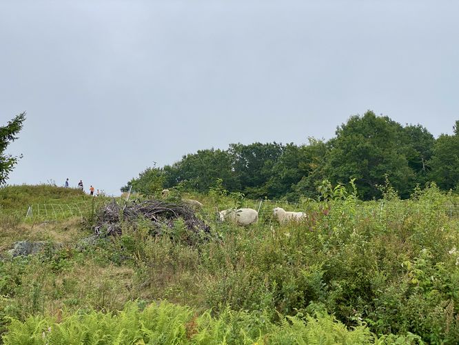 Sheep grazing on Putney Mountain