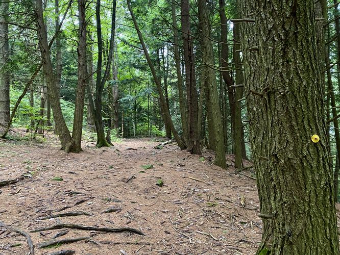 Evergreen forest of the West Cliff Trail