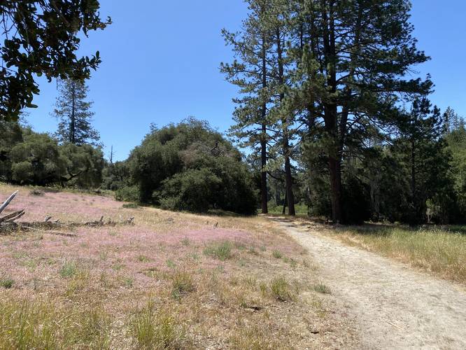 Trail with pink Ben Lomond Spineflower wildflower littering ground