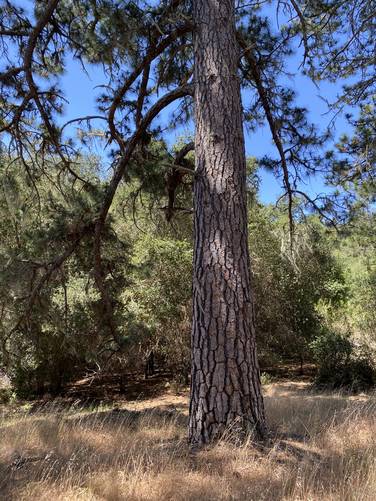 Black pine tree