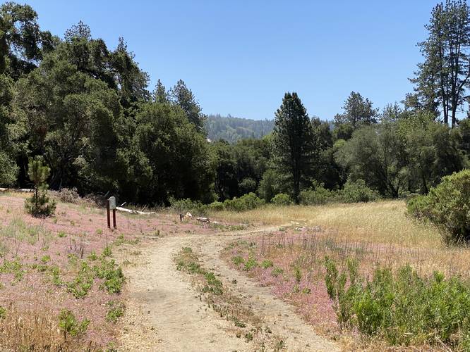 Trail with pink Ben Lomond Spineflower wildflower littering ground