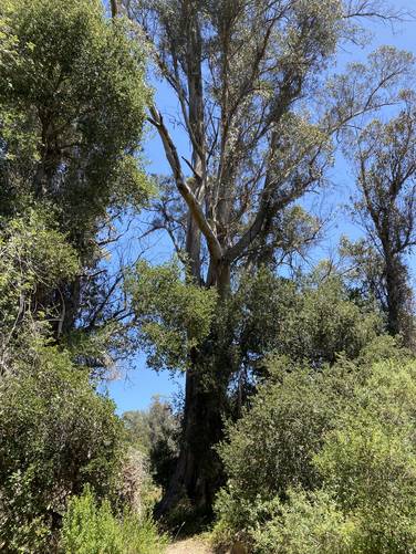 Fragrant old-growth eucalyptus tree from down the trail