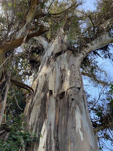 Old-growth eucalyptus tree 