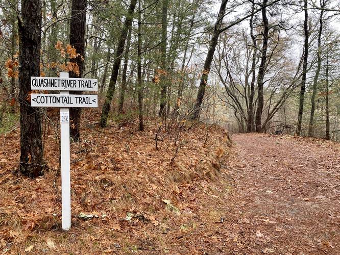 Stay right to keep on the Quashnet River Trail