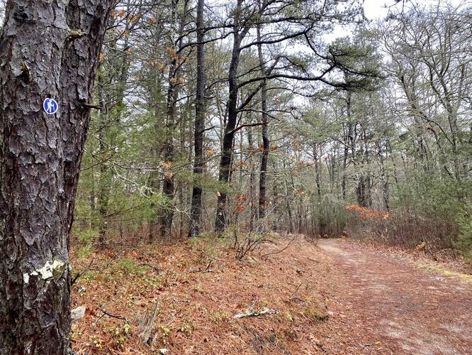 Blue blazes of the Quashnet River Trail