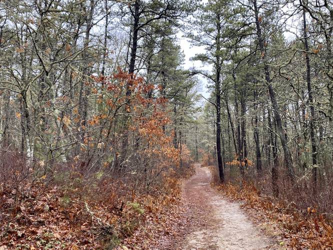 Sandy substrate of the Quashnet River Trail