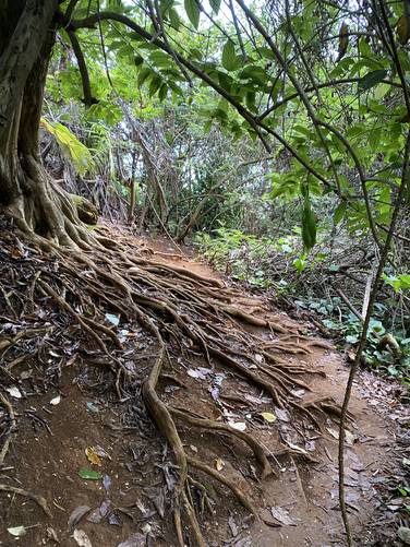 Tree roots sprawled on display along the Queen's Bath Trail