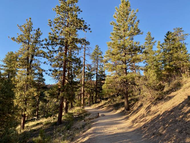 Queen's Garden Trail leads through pine forest