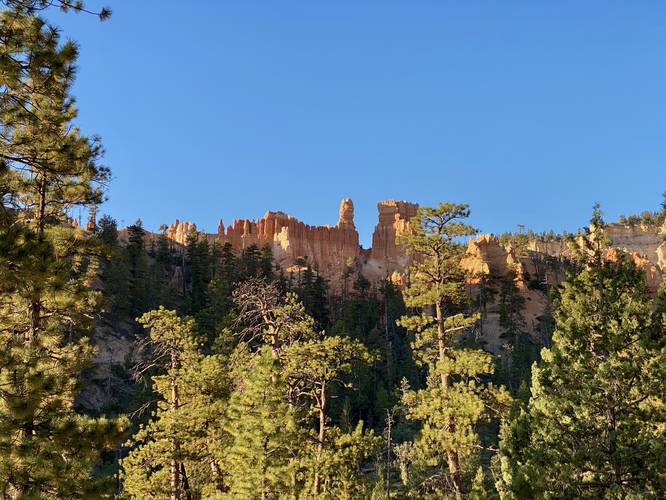 View of distant towering hoodoos from the pine forest