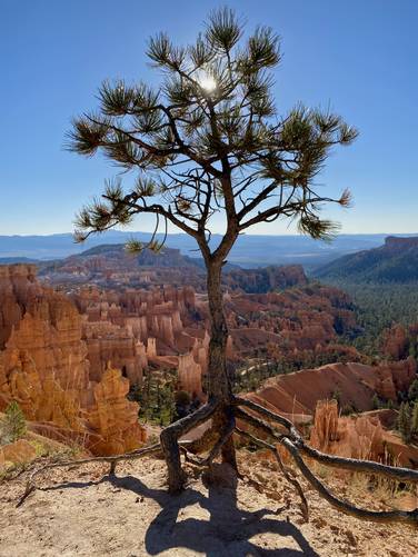 Lone pine tree clings onto the rim of Bryce Canyon