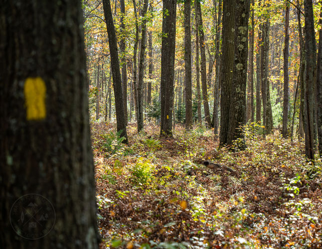 Picture 2 of Quehanna Wild Area 10 Trail Loop