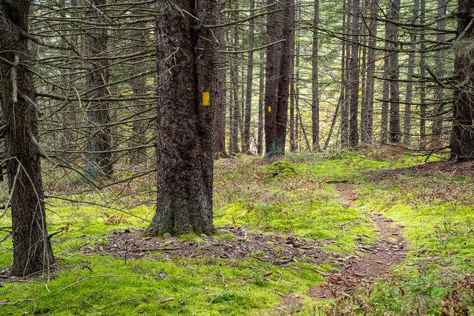 Picture 3 of Quehanna Wild Area 10 Trail Loop