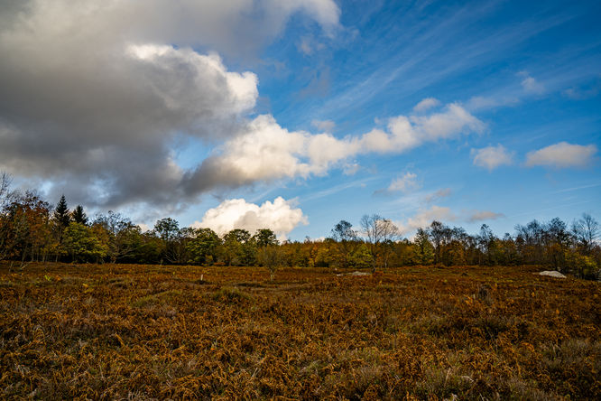 Picture 7 of Quehanna Wild Area 10 Trail Loop