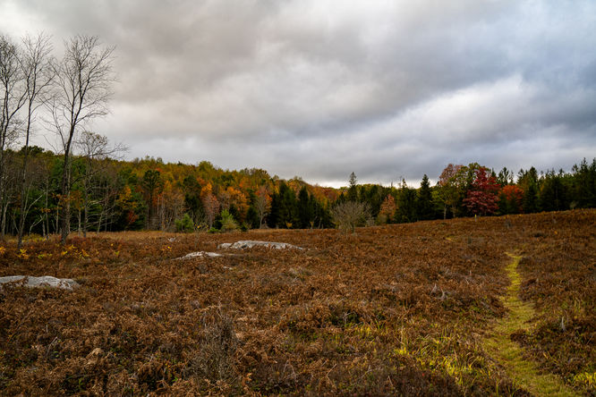 Picture 8 of Quehanna Wild Area 10 Trail Loop