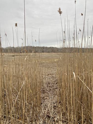 8-foot tall grasses in the saltwater marsh of Quivet Neck Creek