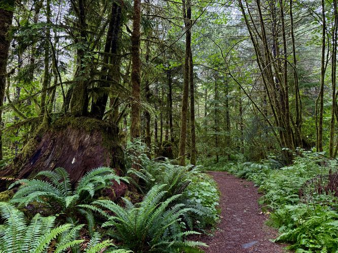 Large ferns and decaying old-growth stumps as the trail passes through