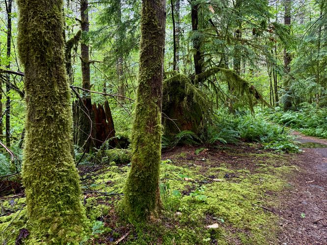 Moss-covered trees sit in the lush forest near Racehorse Falls