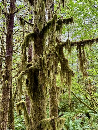 Hanging mosses cover the trees