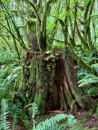 Vibrant mosses cover trees and a decaying stump, surrounded by ferns