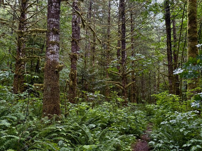The Racehorse Falls trail is a bit overgrown
