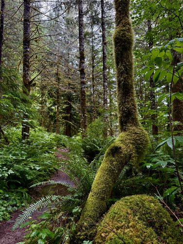 More moss-covered trees and massive ferns on the trail