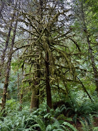 A large tree, almost completely covered in moss