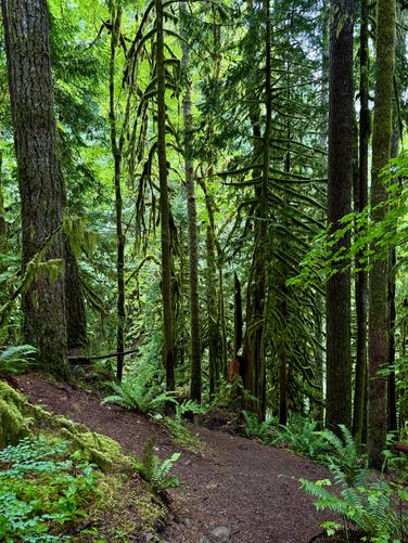 Steep and slippery terrain leads to a view above Racehorse Falls - watch out!