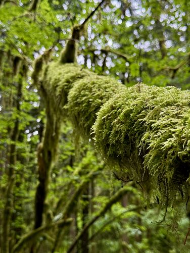 Moss carpet growing on a tree