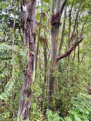 Rainbow Eucalyptus trees on the Road to Hana, Maui Hawaii