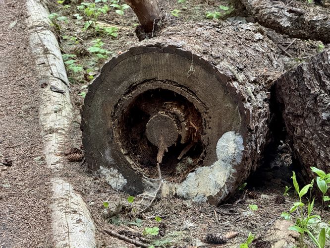 Fallen tree decaying from the center outward. Looks like the wheel of a vehicle