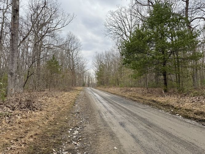 Hiking the forest road to save the views for last