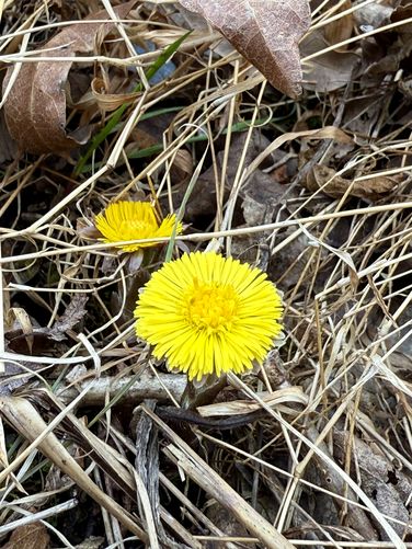 First signs of spring in late March 2025