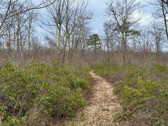 Trail leads through mountain laurel and low-growing shrubs