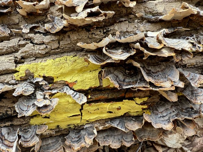 Turkey tail mushrooms grow on a fallen tree with a yellow blaze of the Allegheny Front Trail