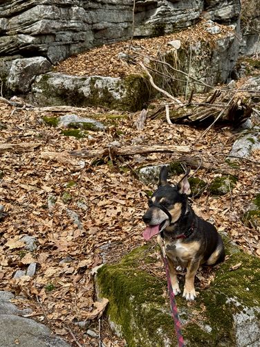 Jax on the trail