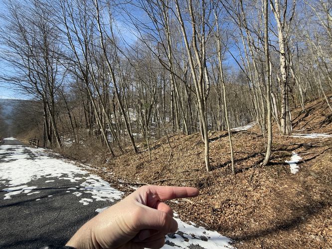 Turn onto MST from the Pine Creek Trail