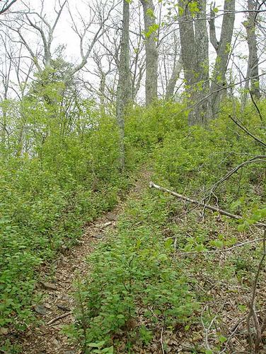Picture 3 of Ramseys Draft Hike