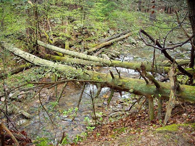 Picture 7 of Ramseys Draft Hike