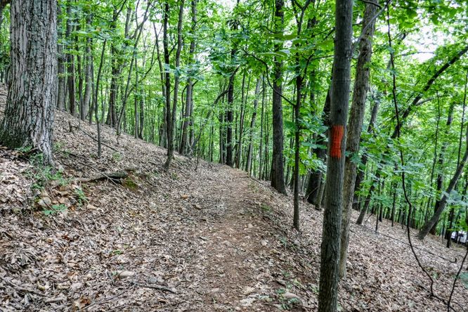 Picture 19 of Read Mountain Preserve Hike 082519