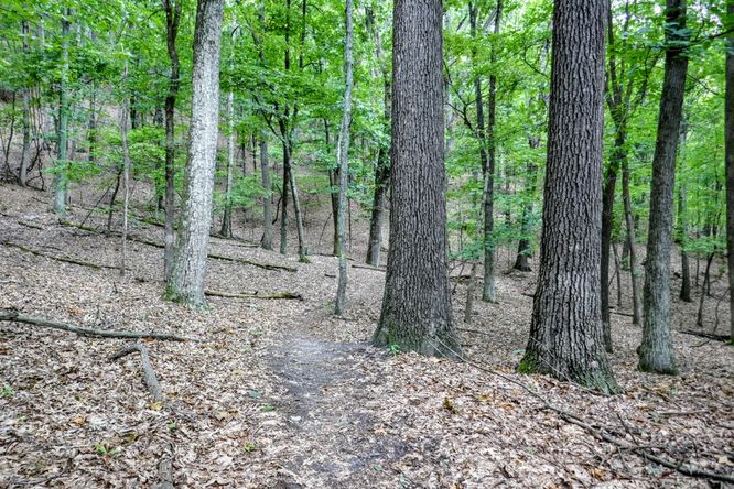 Picture 22 of Read Mountain Preserve Hike 082519