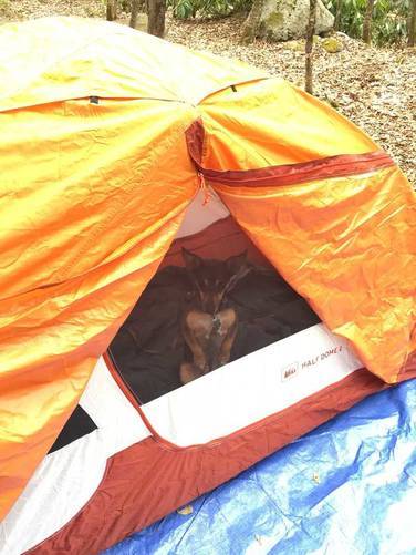 Jax in the tent
