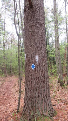A trail marker for the Wantastiquet-Monadnock Trail 