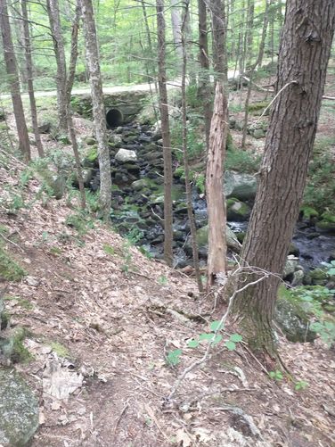 Looking back toward Great Rock Road fro the Red Hill River Trail 