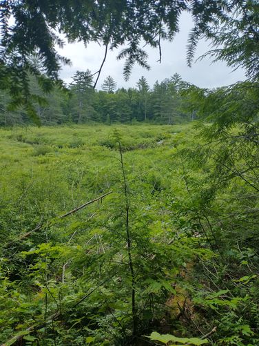 Thick vegetation fills a swamp area of the Red Hill River. We hoped to see a moose.