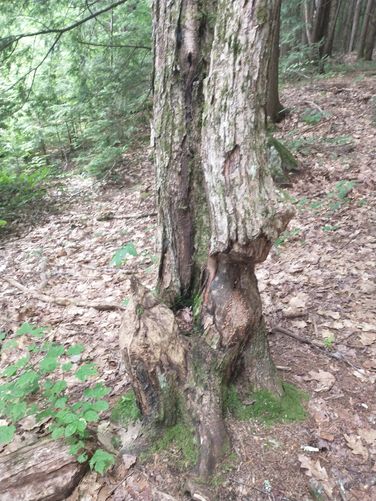 Evidence that beavers once used this area of the Red Hill River