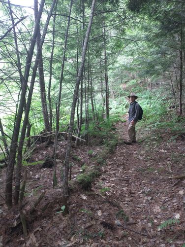 The thick tree canopy of the mixed forest kept us dry during a bit of rain