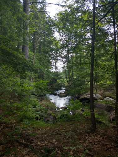 Beautiful views of the Red Hill River and forest