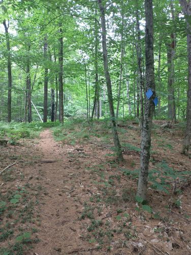 The Connector Trail in Blue blaze leads hikers away from the River an into the woods