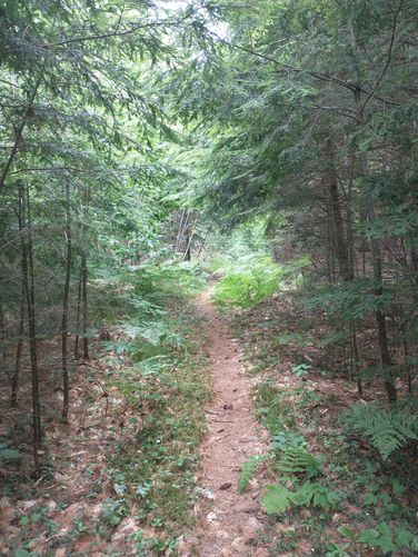 Jocelyn's Trail is narrow and thickly vegetated 